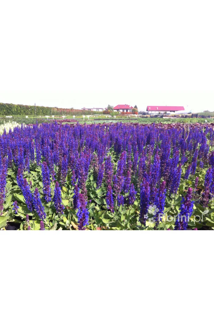 Szałwia omszona 'Caradonna Compact' | Salvia nemorosa