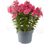 Floks wiechowaty 'Ka Pow Pink' | Phlox panniculata