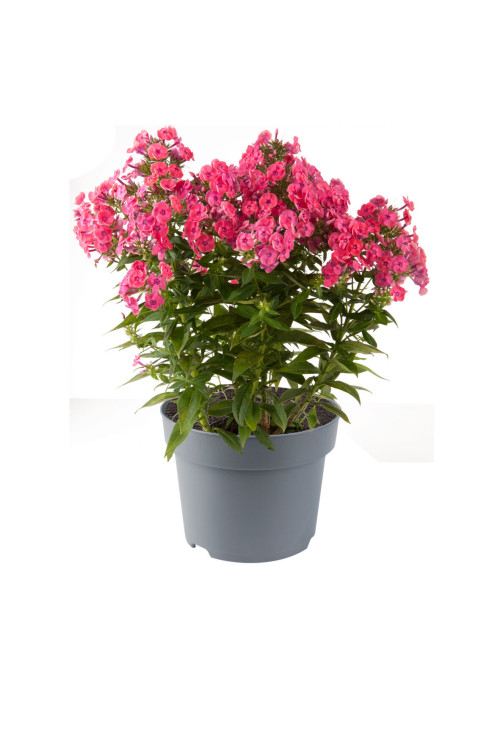 Floks wiechowaty 'Ka Pow Pink' | Phlox panniculata