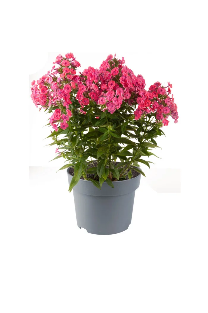 Floks wiechowaty 'Ka Pow Pink' | Phlox panniculata