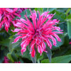 Pysznogłówka 'Balmy Rose'| Monarda