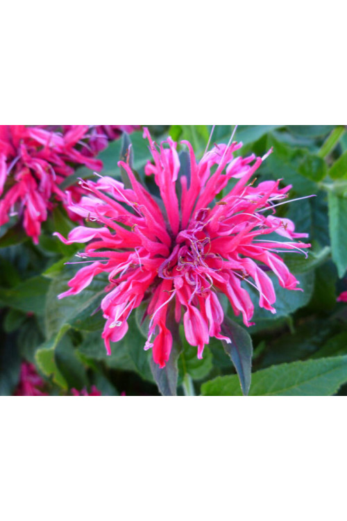 Pysznogłówka 'Balmy Rose'| Monarda