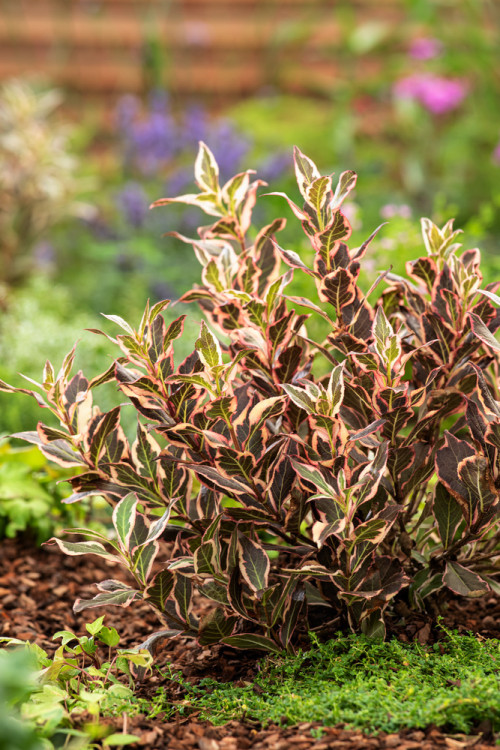 Krzewuszka cudowna 'Monet' | Weigela florida