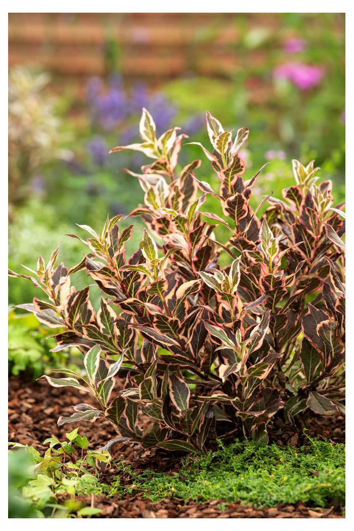 Krzewuszka cudowna 'Monet' | Weigela florida