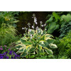 Funkia 'Wide Brim' | Hosta