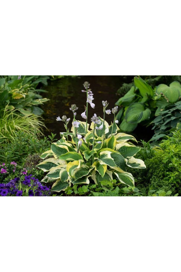 Funkia 'Wide Brim' | Hosta