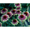Jeżówka 'Sweet Sandia' | Echinacea