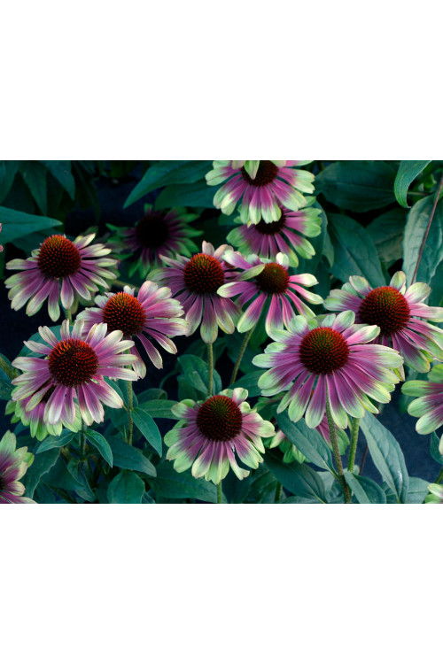 Jeżówka 'Sweet Sandia' | Echinacea