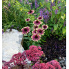 Jeżówka 'Sweet Sandia' | Echinacea