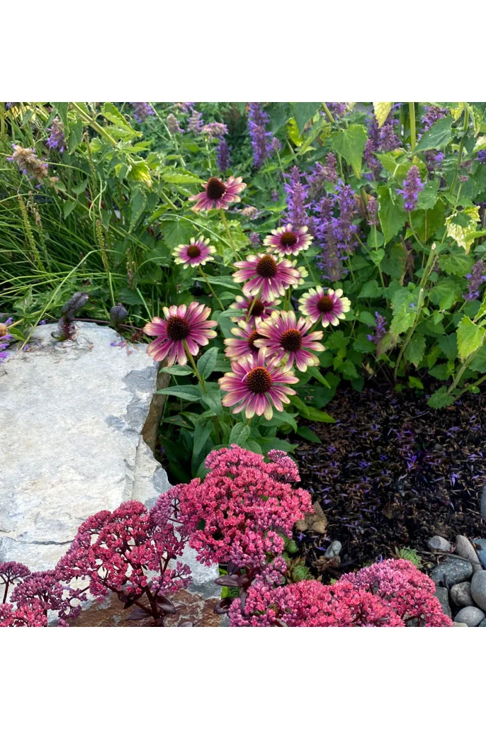 Jeżówka 'Sweet Sandia' | Echinacea