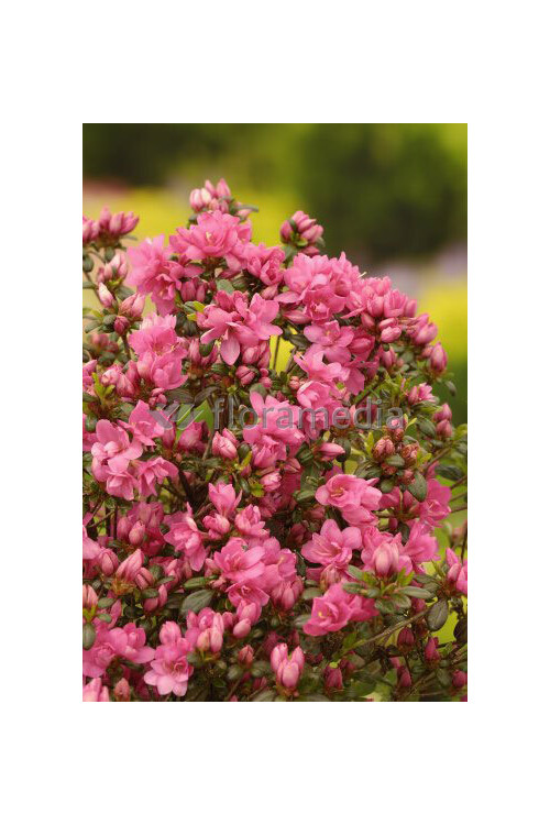 Azalia japońska 'Rokoko' | Azalea japonica