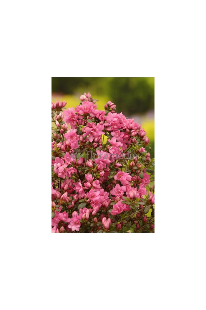 Azalia japońska 'Rokoko' | Azalea japonica
