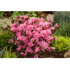 Azalia japońska 'Rokoko' | Azalea japonica