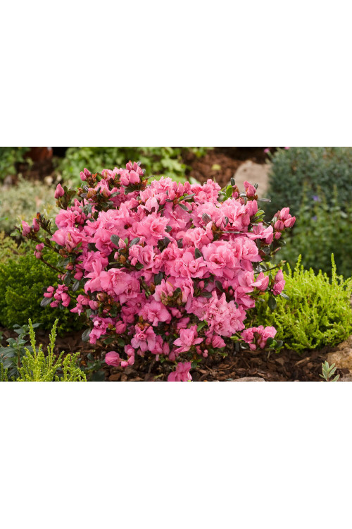 Azalia japońska 'Rokoko' | Azalea japonica