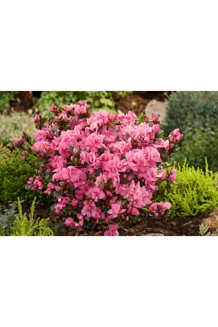 Azalia japońska 'Rokoko' | Azalea japonica