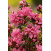 Azalia japońska 'Rokoko' | Azalea japonica