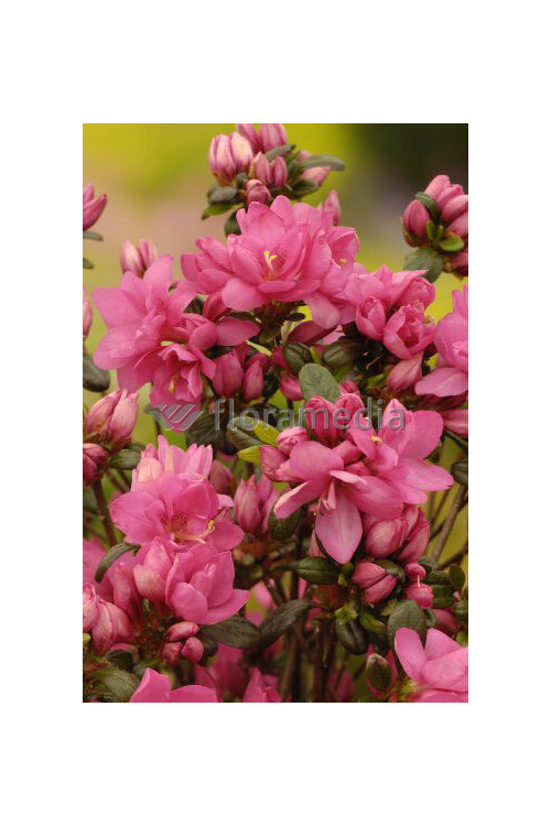 Azalia japońska 'Rokoko' | Azalea japonica