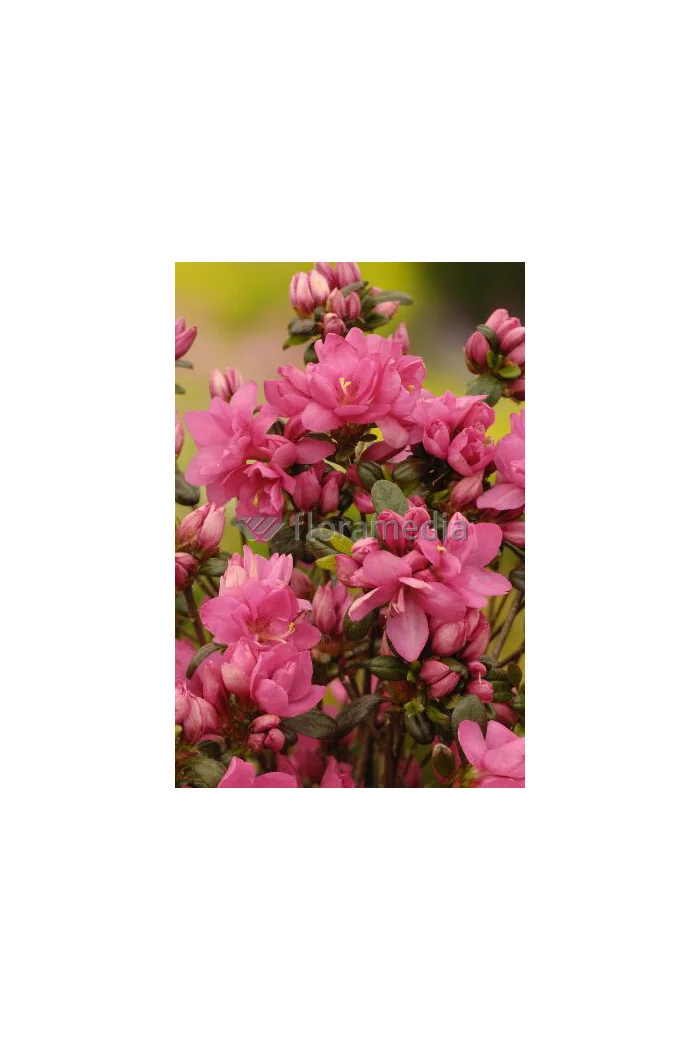 Azalia japońska 'Rokoko' | Azalea japonica