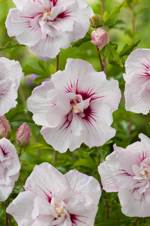 Ketmia syryjska 'China Chiffon' | Hibiscus syriacus