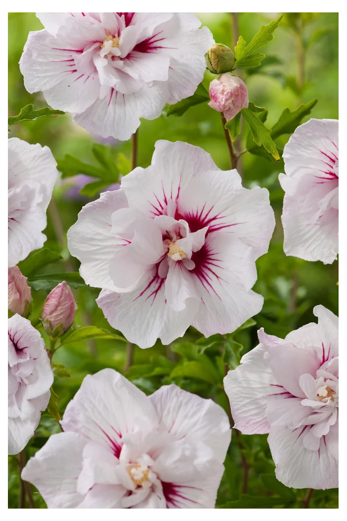 Ketmia syryjska 'China Chiffon' | Hibiscus syriacus
