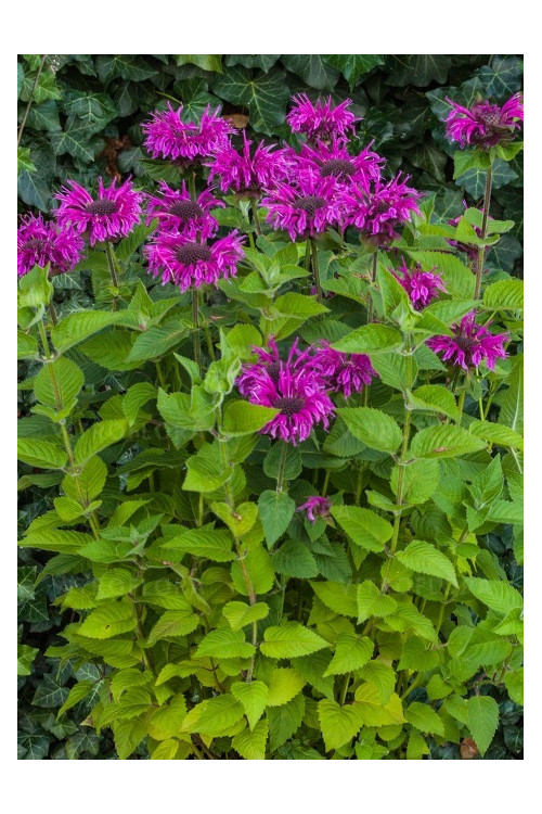 Pysznogłówka 'Bee Free' | Monarda