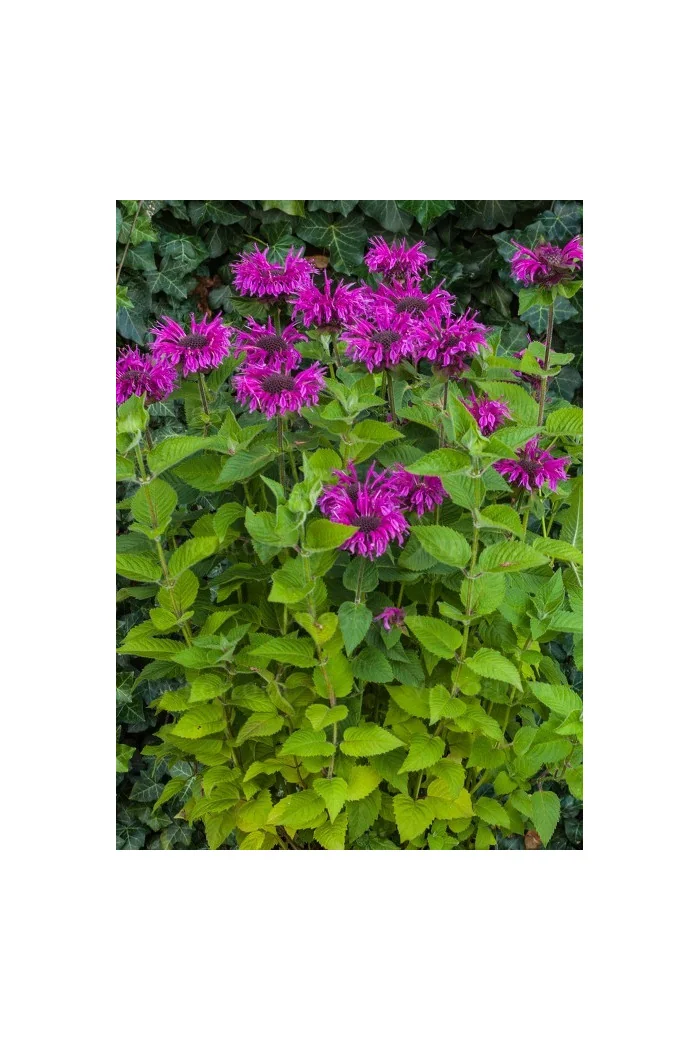 Pysznogłówka 'Bee Free' | Monarda