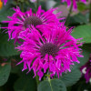 Pysznogłówka 'Bee Free' | Monarda
