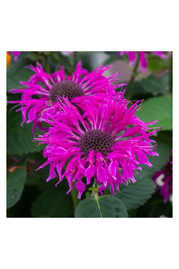 Pysznogłówka 'Bee Free' | Monarda