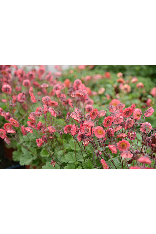 Kuklik 'Pink Petticoats' | Geum
