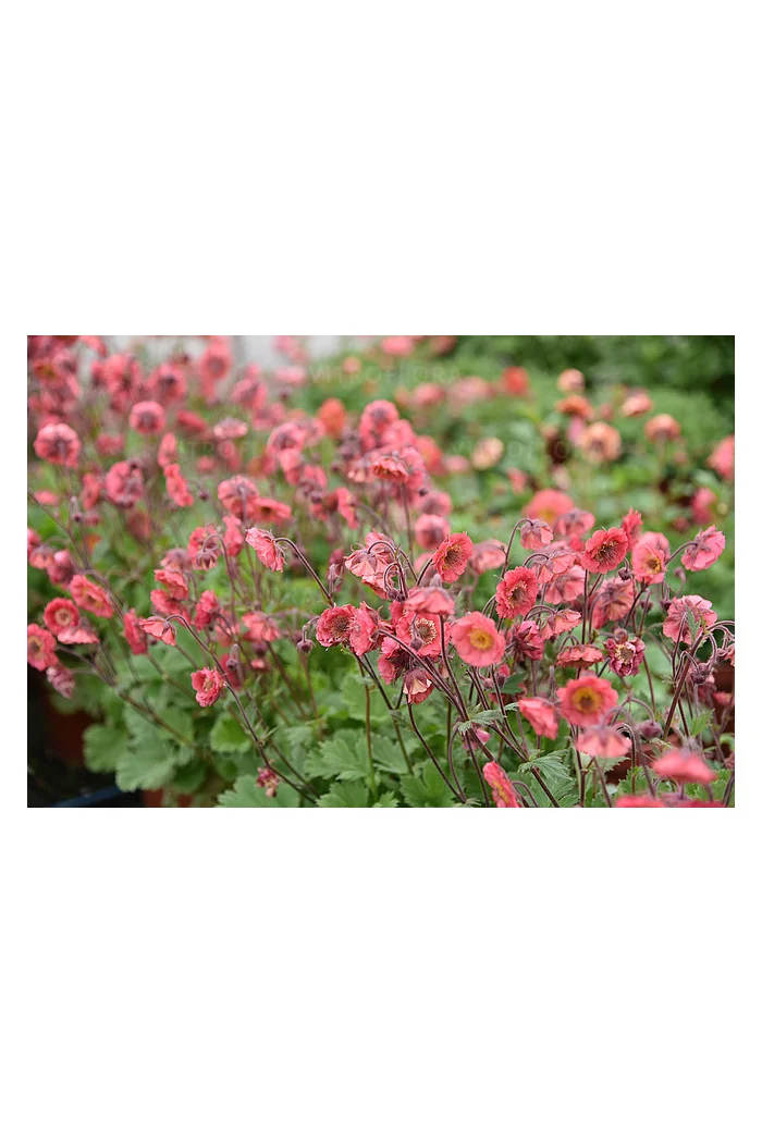 Kuklik 'Pink Petticoats' | Geum