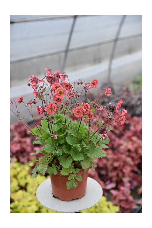 Kuklik 'Pink Petticoats' | Geum