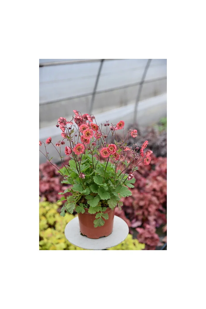 Kuklik 'Pink Petticoats' | Geum