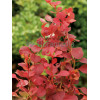 Berberys Thunberga 'Orange Tower' | Berberis thunbergii