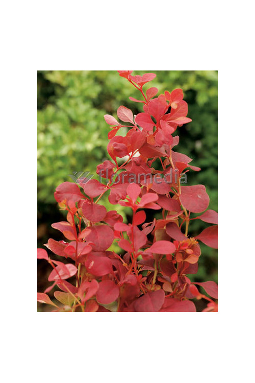 Berberys Thunberga 'Orange Tower' | Berberis thunbergii