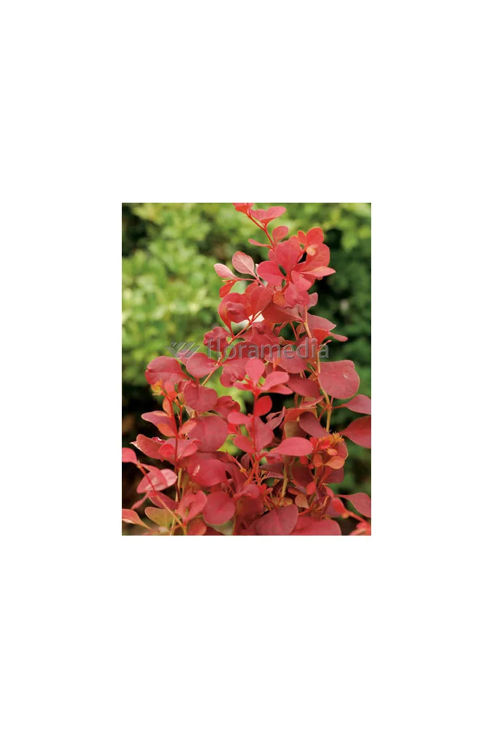 Berberys Thunberga 'Orange Tower' | Berberis thunbergii