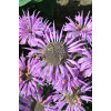 Pysznogłówka 'Bee Pretty' | Monarda