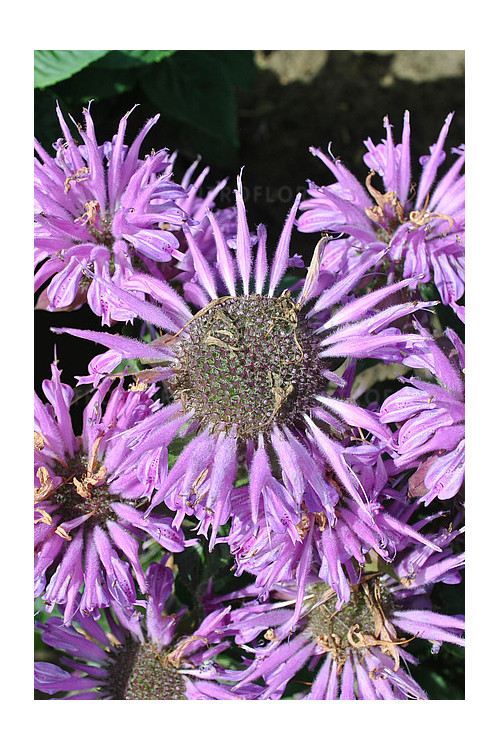 Pysznogłówka 'Bee Pretty' | Monarda