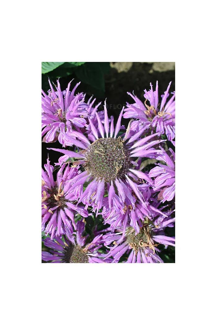 Pysznogłówka 'Bee Pretty' | Monarda