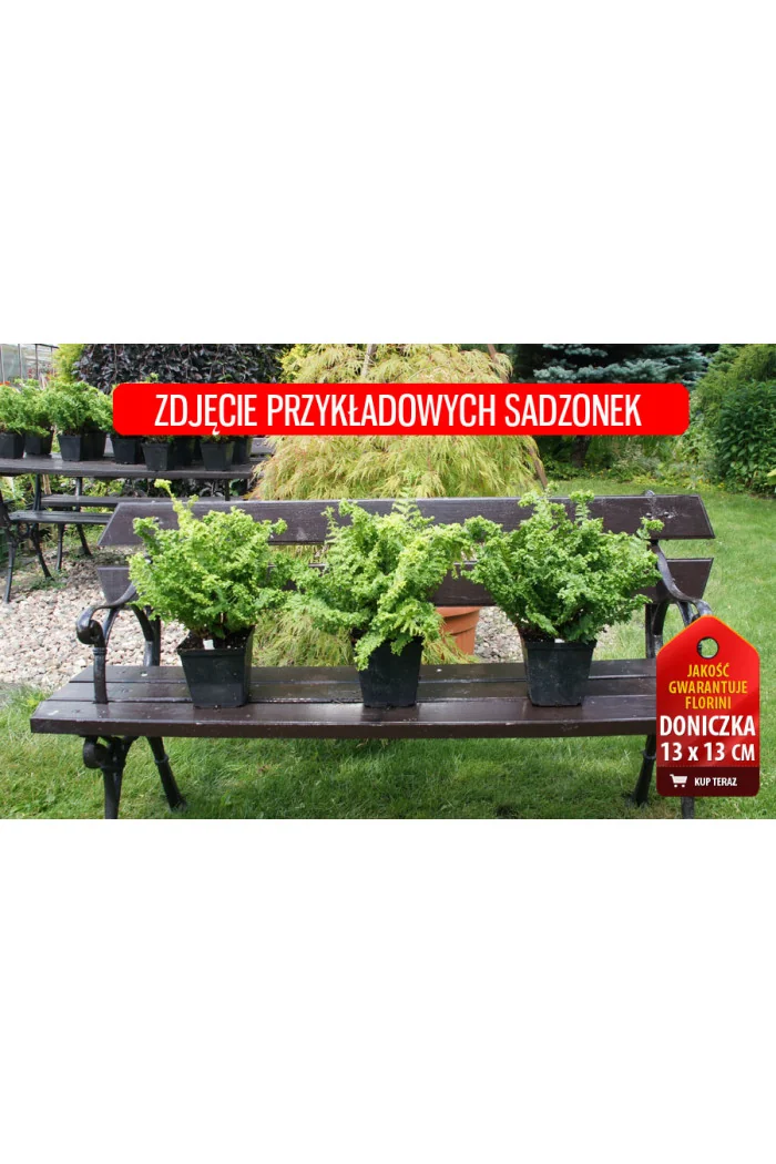 Narecznica mocna 'Crispa' | Dryopteris affinis