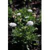 Driakiew gołębia 'Flutter™ Pure White' | Scabiosa columbaria