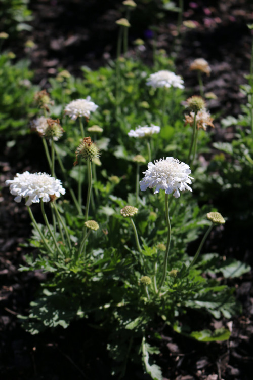 Driakiew gołębia 'Flutter™ Pure White' | Scabiosa columbaria