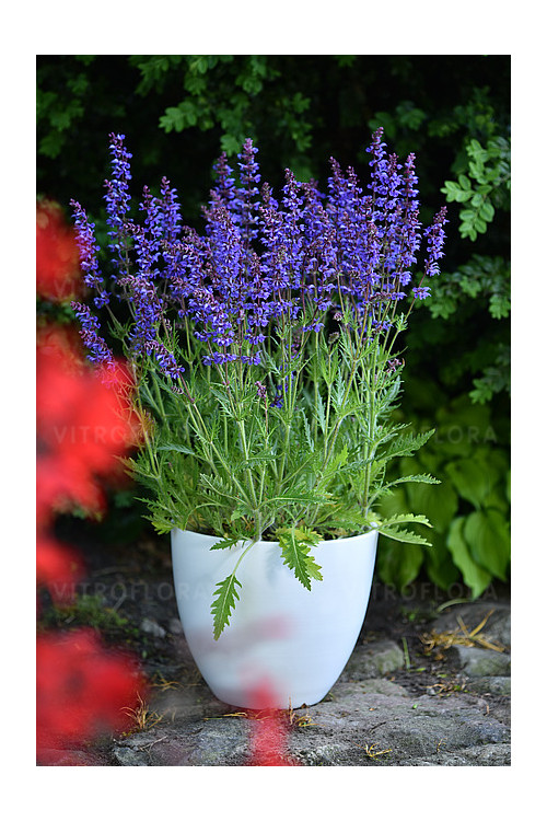 Szałwia omszona 'Carina' | Salvia x hybrida