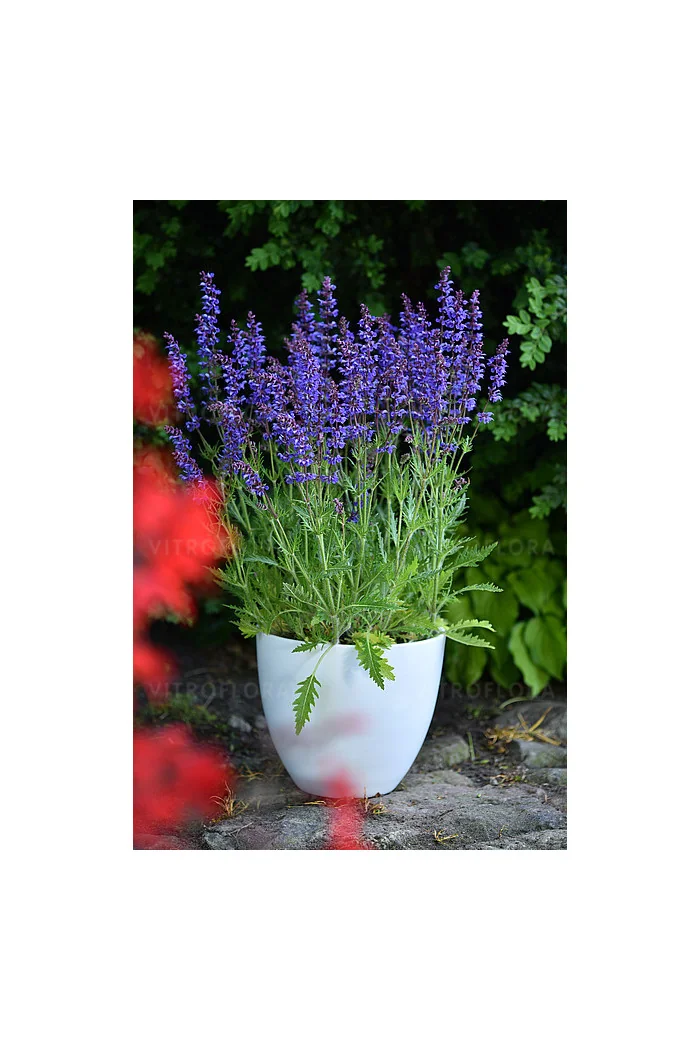 Szałwia omszona 'Carina' | Salvia x hybrida