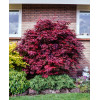 Klon palmowy 'Atropurpureum'| Acer palmatum