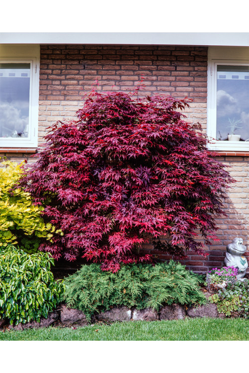 Klon palmowy 'Atropurpureum'| Acer palmatum