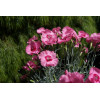 Goździk postrzępiony 'Angel of Hope' Dianthus plumarius