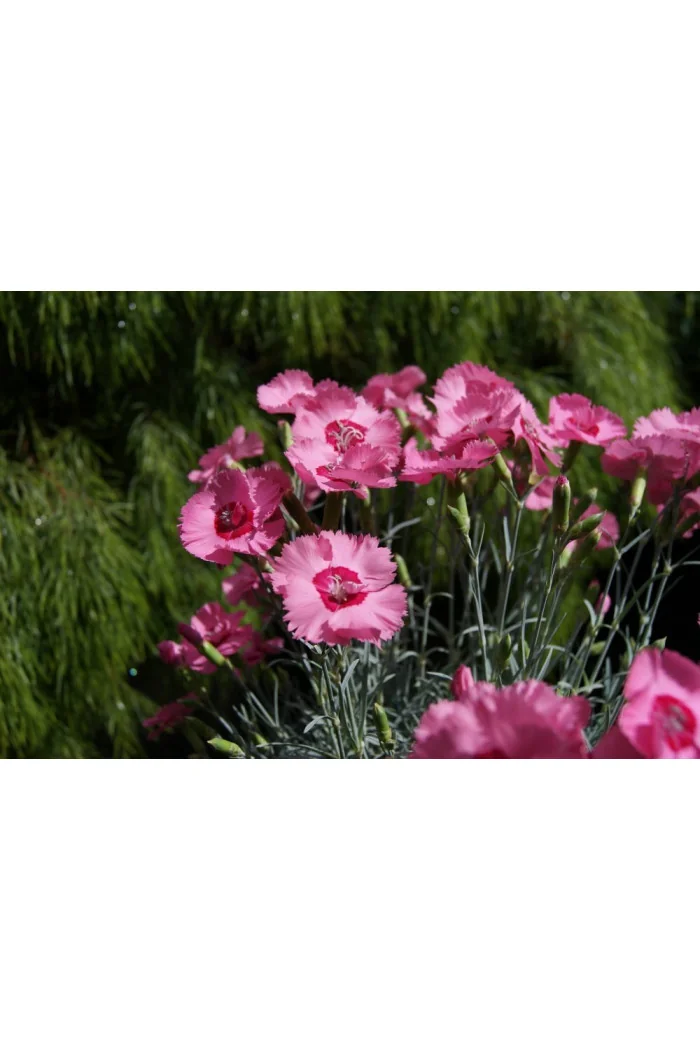Goździk postrzępiony 'Angel of Hope' Dianthus plumarius