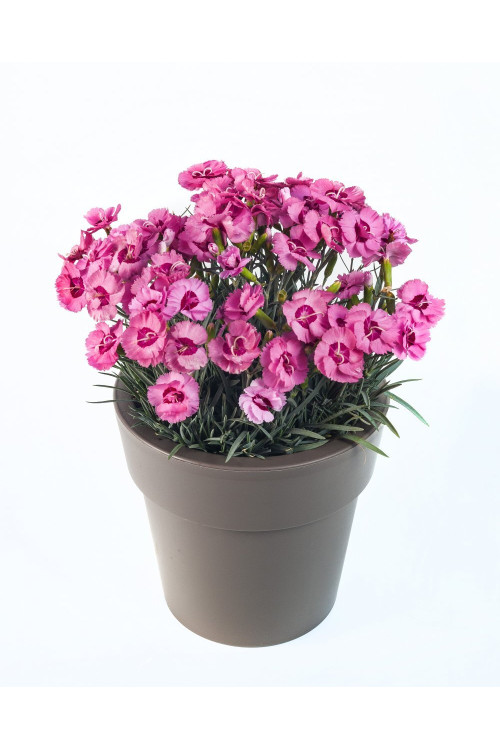 Goździk postrzępiony 'Angel of Hope' Dianthus plumarius