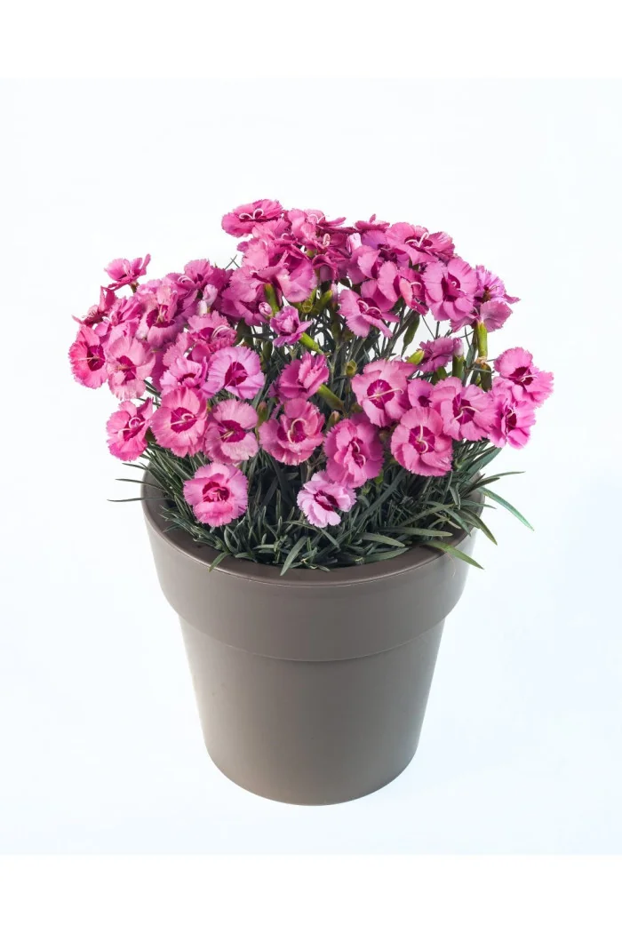 Goździk postrzępiony 'Angel of Hope' Dianthus plumarius