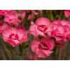 Goździk postrzępiony 'Angel of Hope' Dianthus plumarius